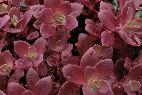 Sedum- Sunsparkler Firecracker