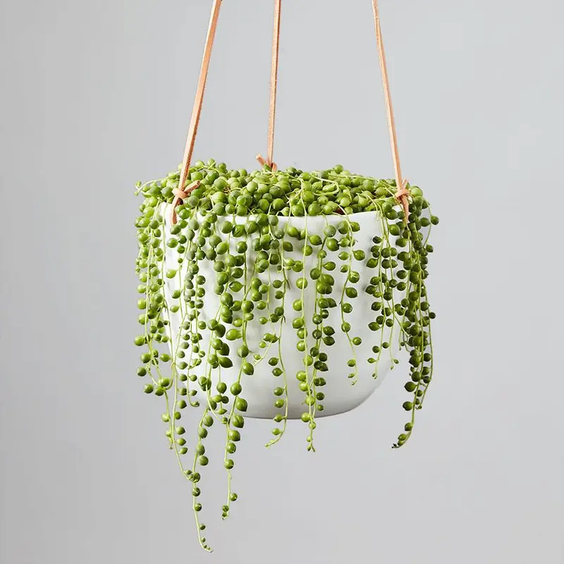 Senecio rowleyanus (String of Pearls)