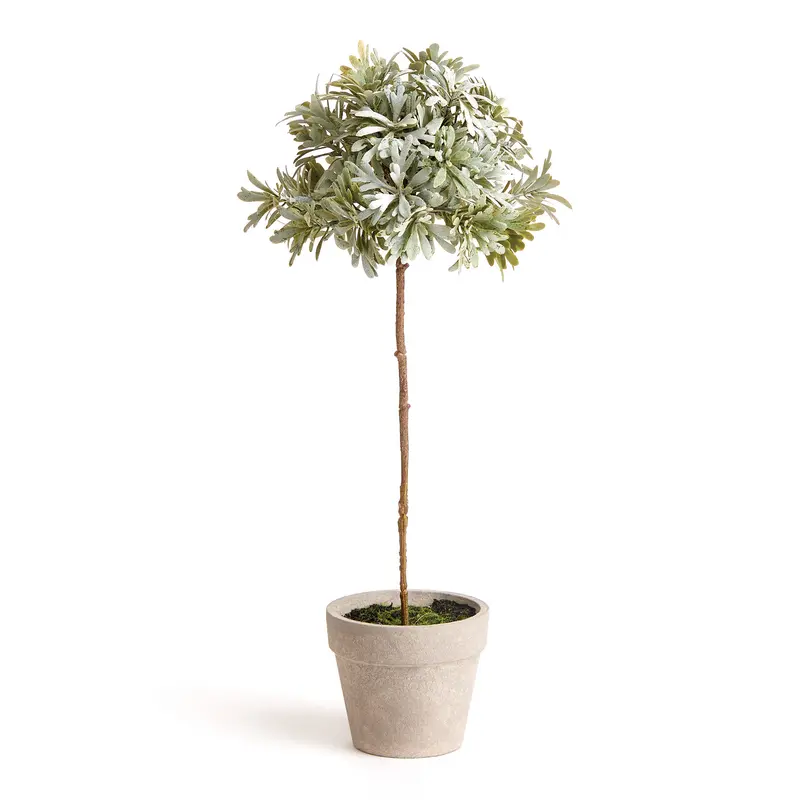 Senecio Topiary Potted 13"