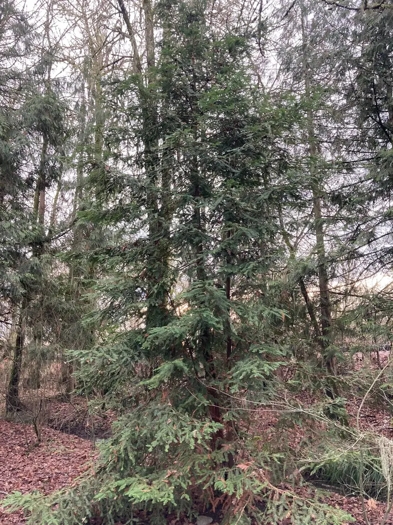 Sequoia sempervirens (Coast Redwood)