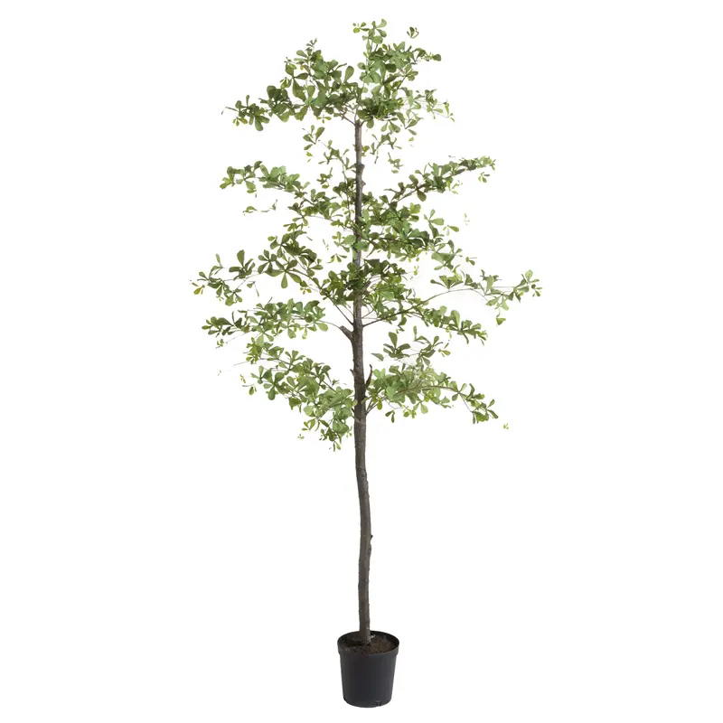 Shady Lady Olive Tree Drop-In 89"