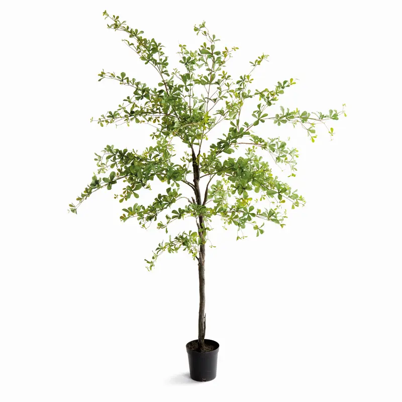 SHADY LADY OLIVE TREE DROP-IN 90"