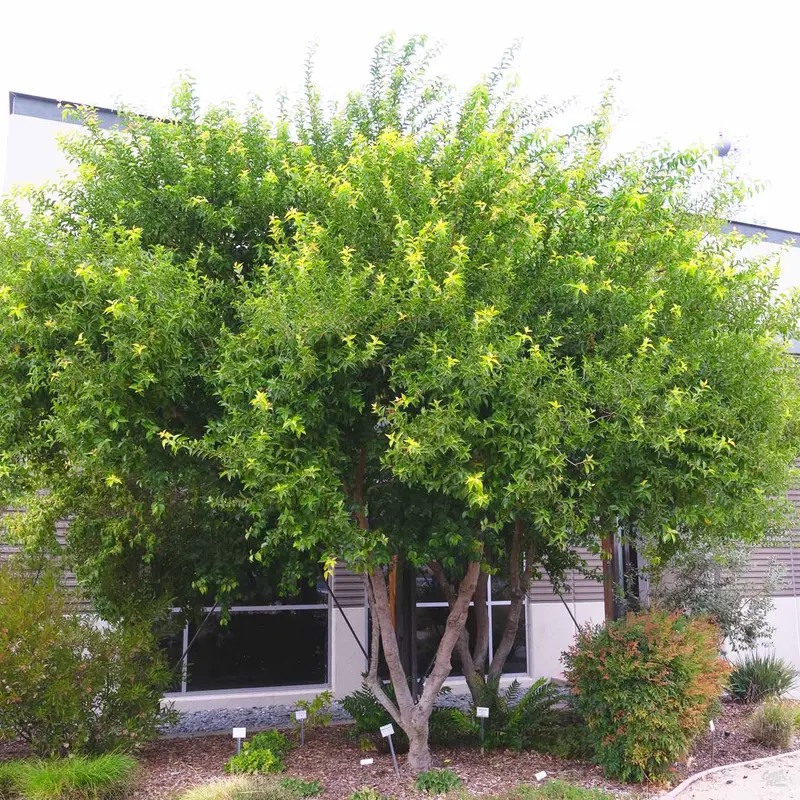 Shiny Xylosma Standard Trunk