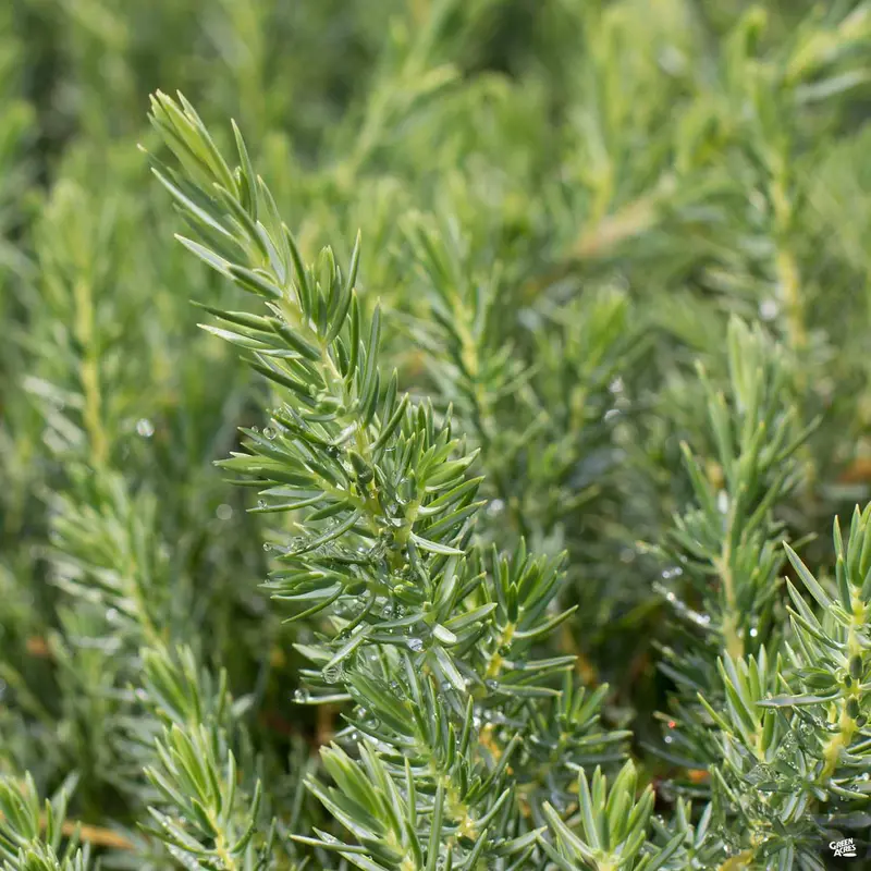 Shore Juniper 'Blue Pacific'