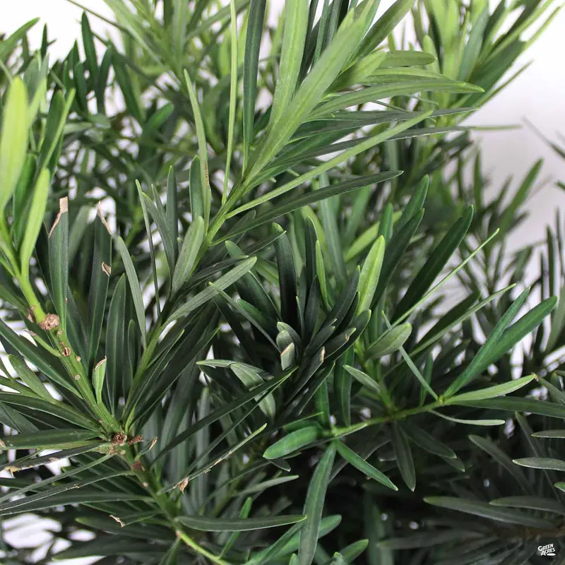 Shrubby Yew Pine 'Pringles Dwarf'