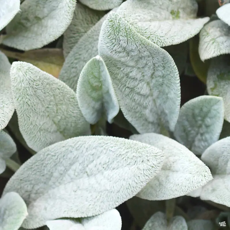 Silver Carpet Lamb's Ear