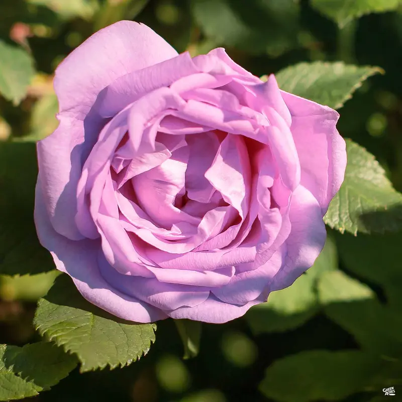 Silver Lining™ Rose Bareroot