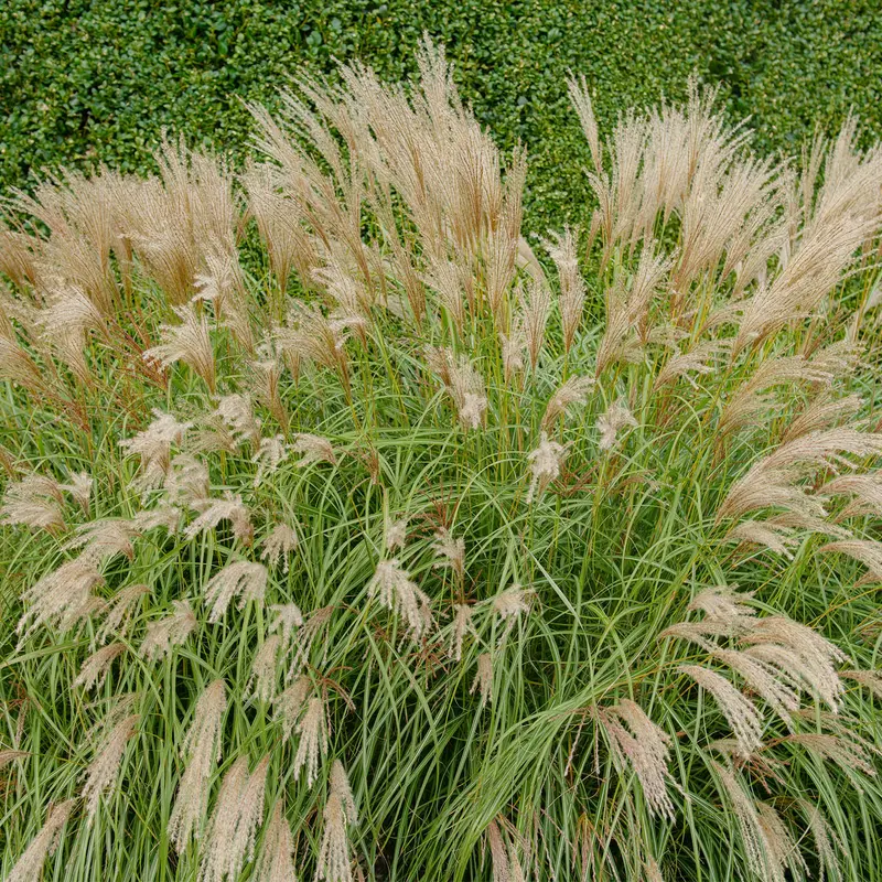 Silver Maiden Grass 'Adagio'