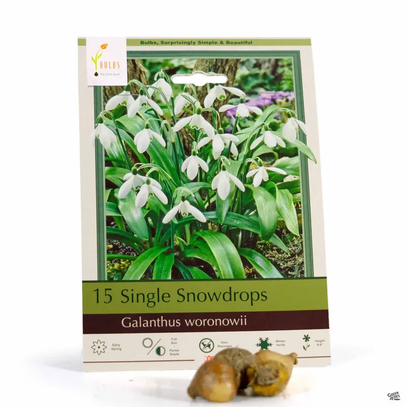 Single Snowdrops Bulb
