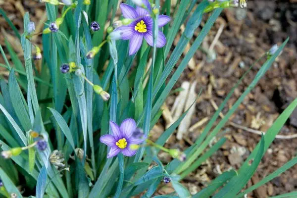 Sisyrinchium- Blue Eyed Grass