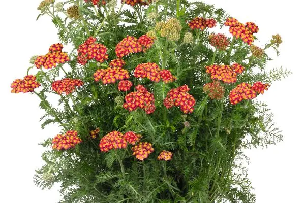 Skysail Fire Yarrow