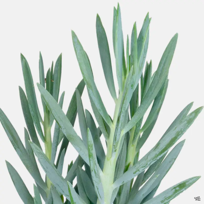 Skyscraper™ Senecio