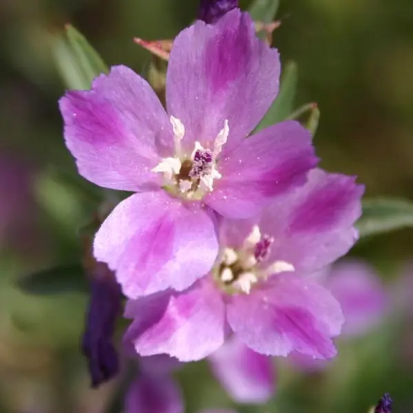 Small-flowered Godetia (Clarkia purpurea ssp. quadrivulnera)