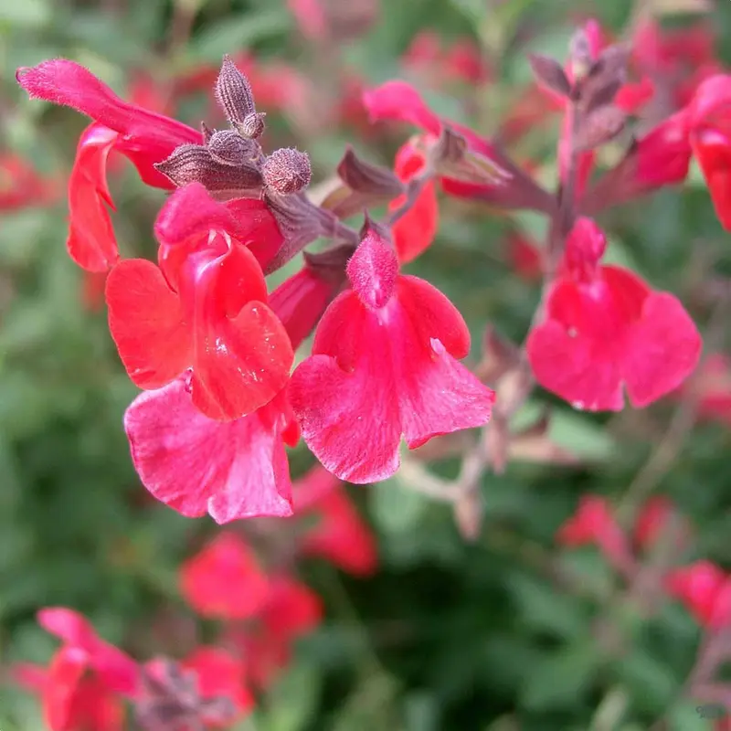 Small-Leaved Sage