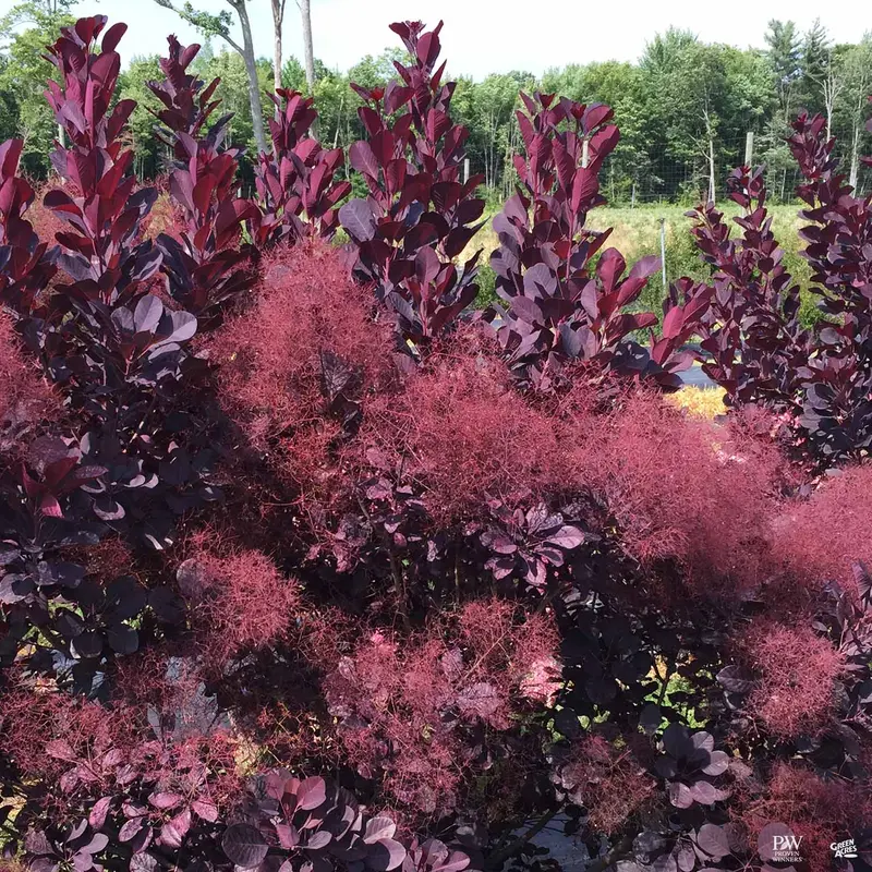 Smoke Tree Winecraft Black®