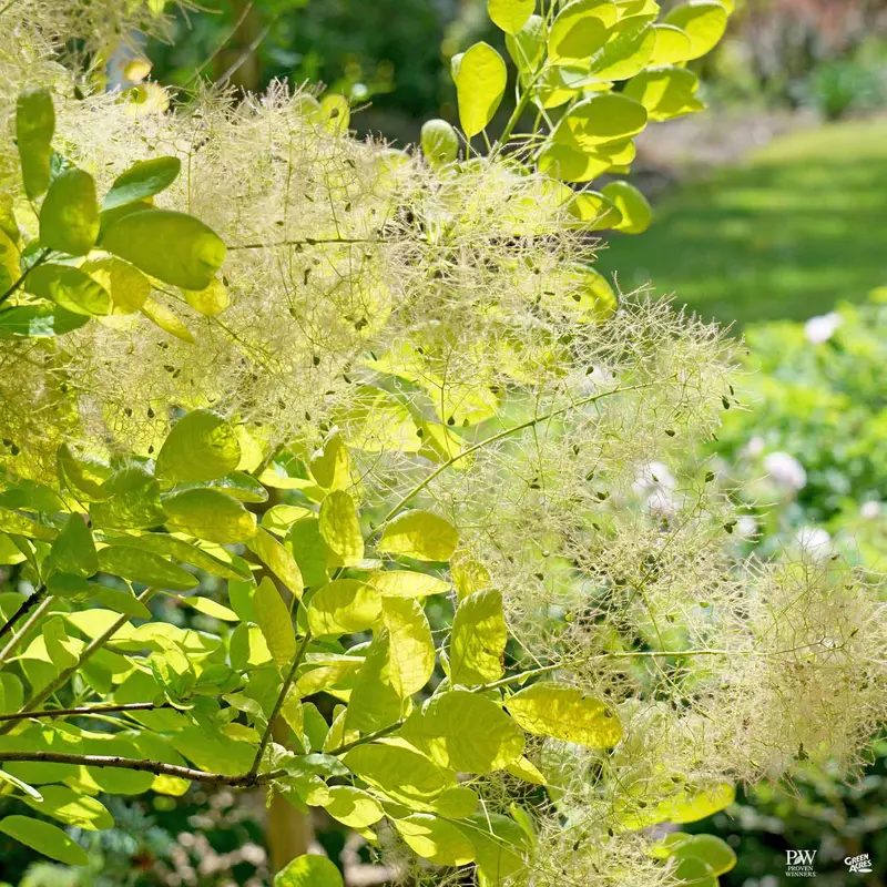 Smoke Tree Winecraft Gold®