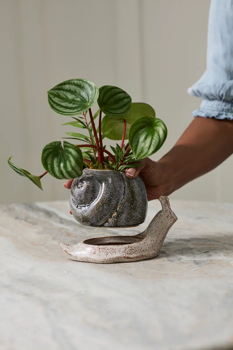 Snail Pot with Saucer Set of 2 By Accent Decor