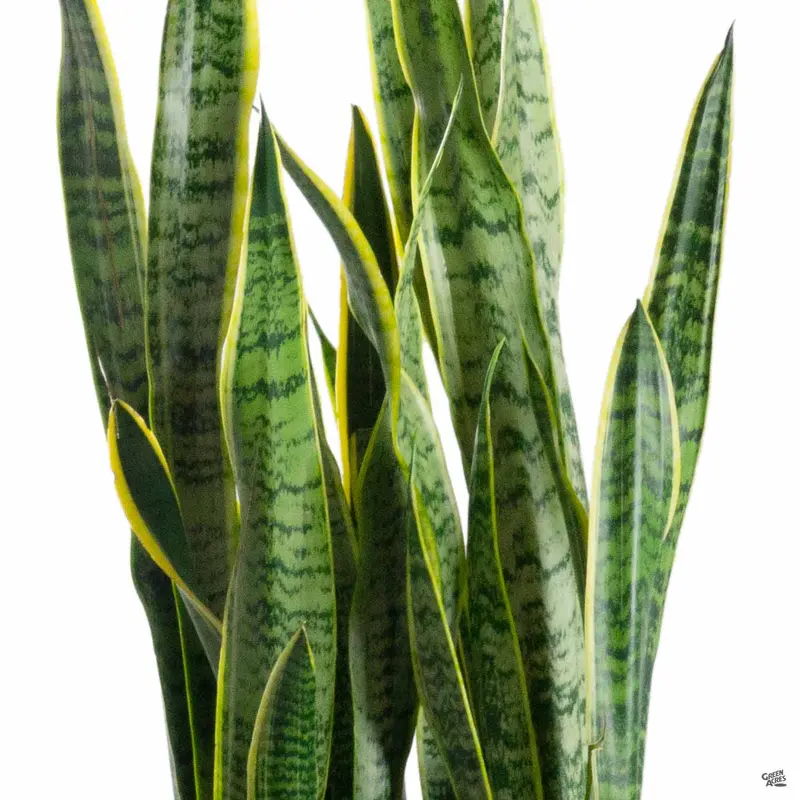 Snake Plant 'Laurentii'