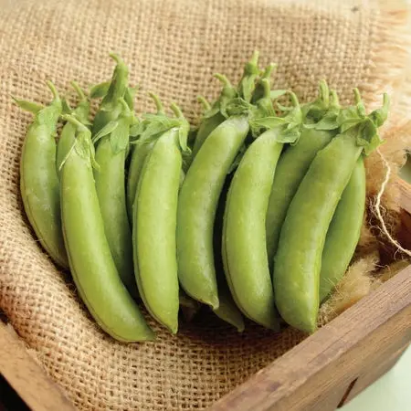 Snap Peas 'Cascadia'