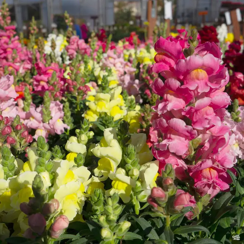 Snapdragon