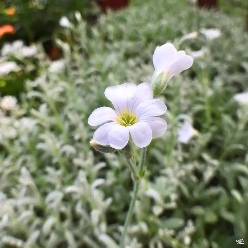 Snow In Summer