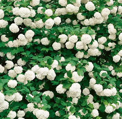 Snowball Viburnum