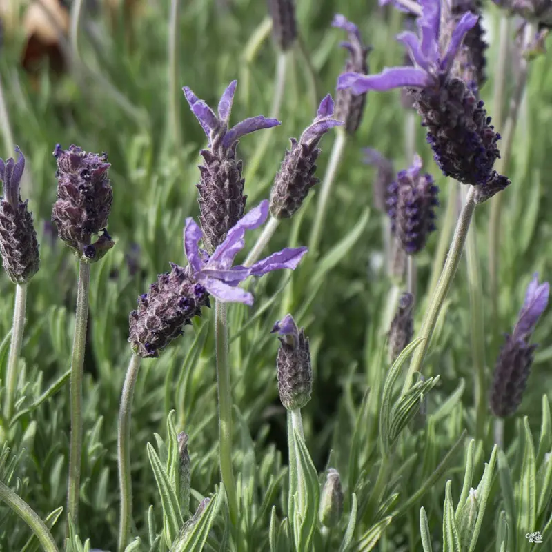 Spanish Lavender 'Dedication'