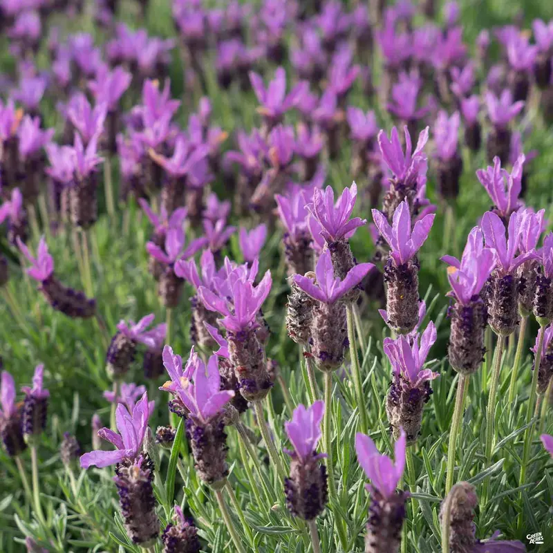 Spanish Lavender