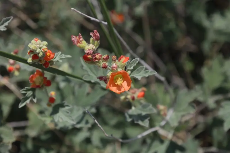 Sphaeralcea munroana (Munro's globemallow)