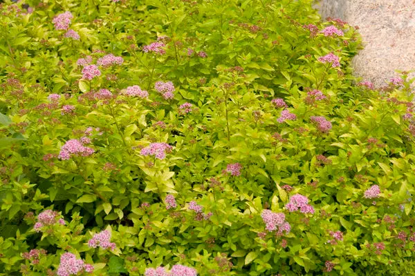 Spiraea- Sundrop Spirea-Pink