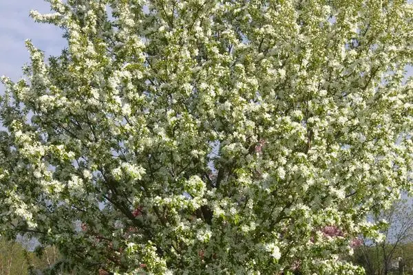 Spring Snow Crabapple #10
