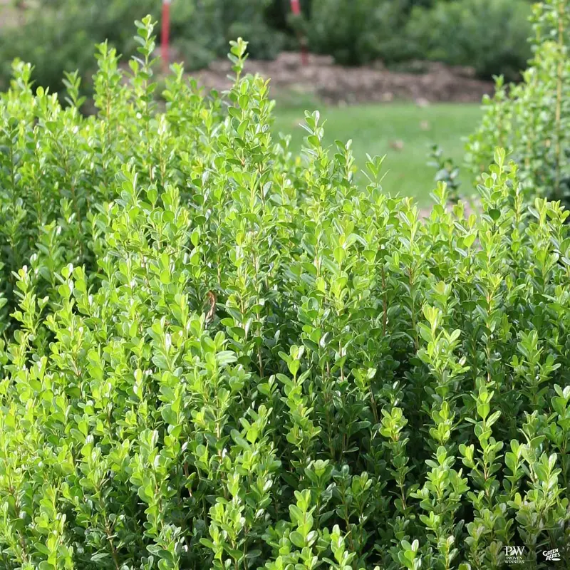 Sprinter ® Boxwood