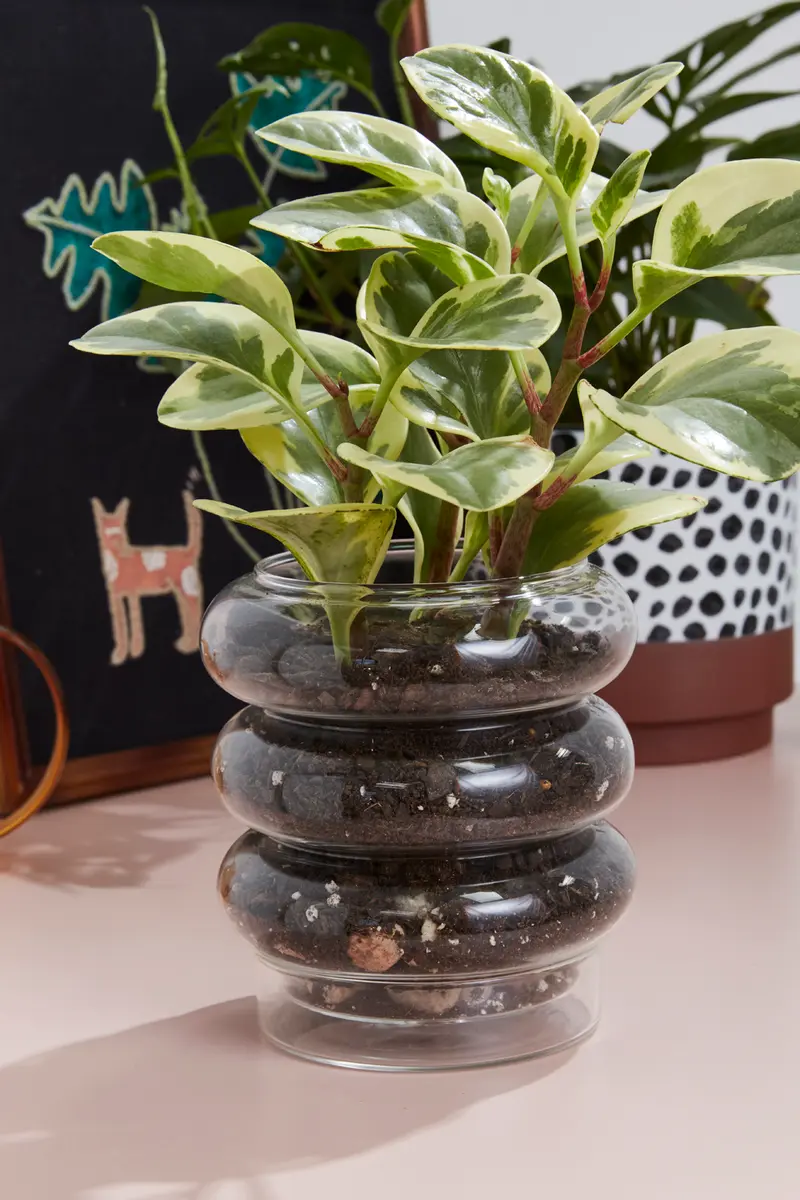 Stacked Rings Glass Pot with Saucer Set of 2 By Accent Decor