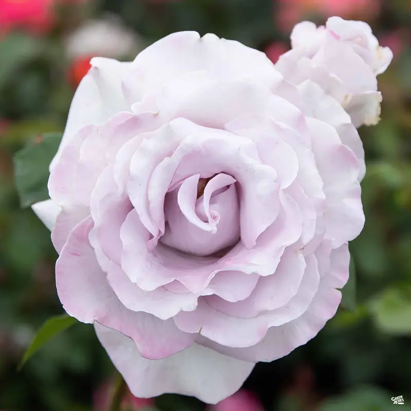 Stainless Steel™ Rose Bareroot