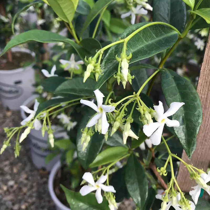 Star Jasmine Stake