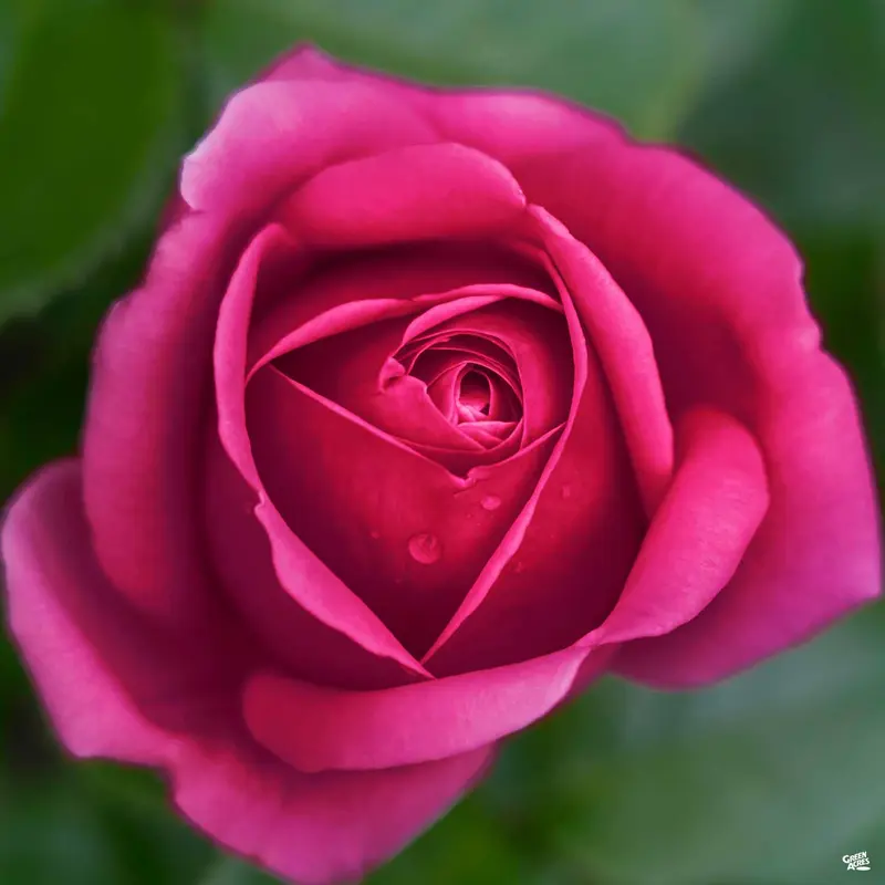 Stiletto™ Rose