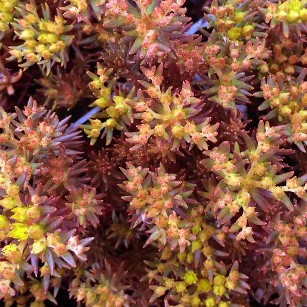 Stonecrop 'Chocolate Ball' (Sedum hakonense)