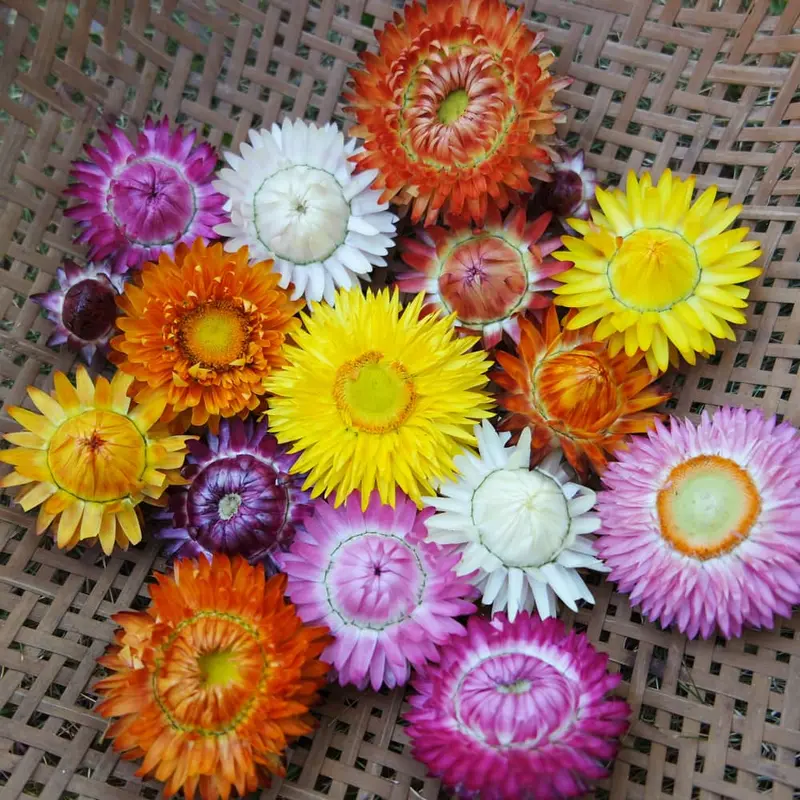 Strawflower 'Monstrosum Mix' - Seed AS