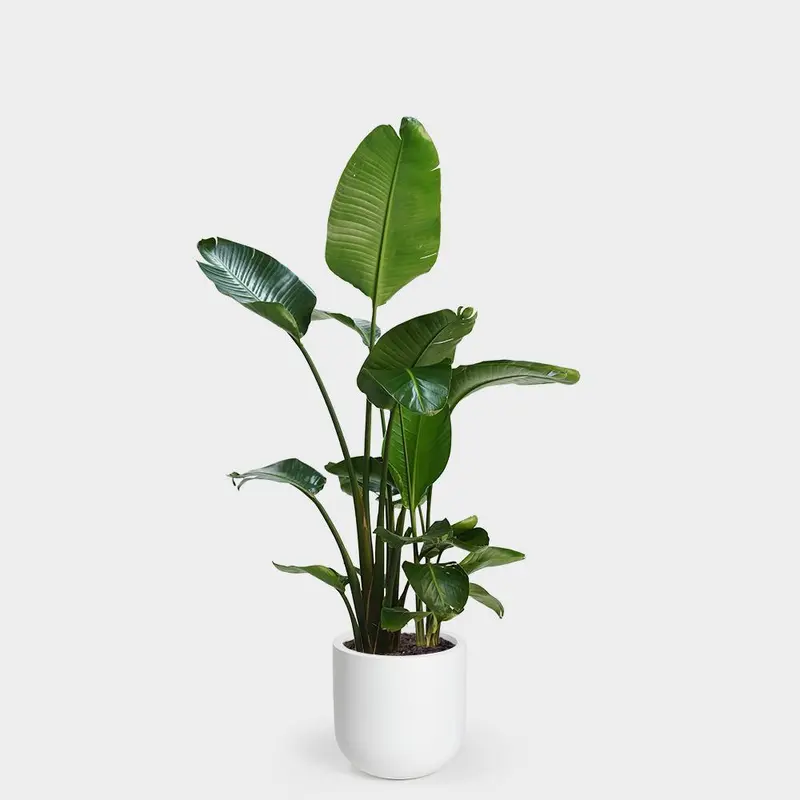 Strelitzia nicolai (White Bird of Paradise)
