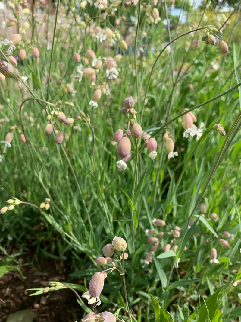 Stridolo, Maiden's Tears (Silene Vulgaris) - Seed RS