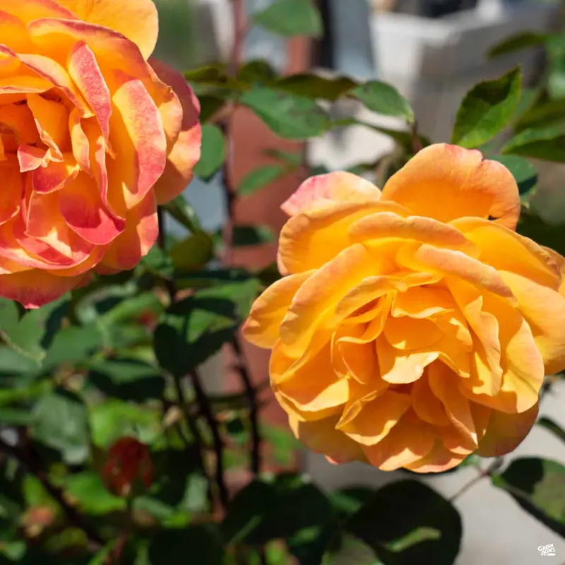 Strike it Rich® Rose Bareroot