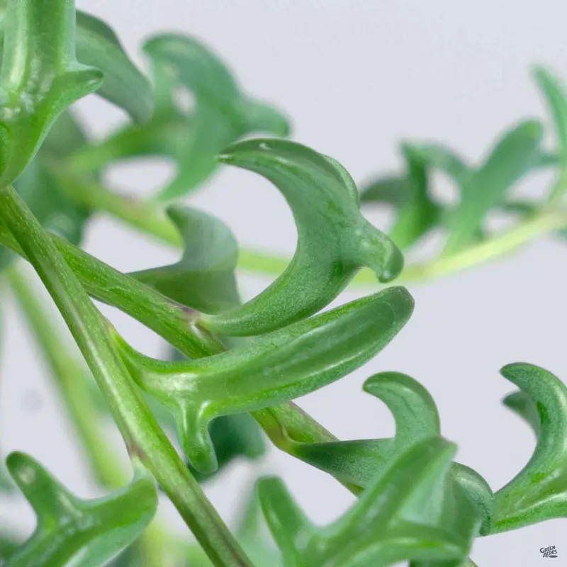 String of Dolphins