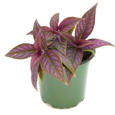 Strobilanthes dyerianus (Persian Shield)