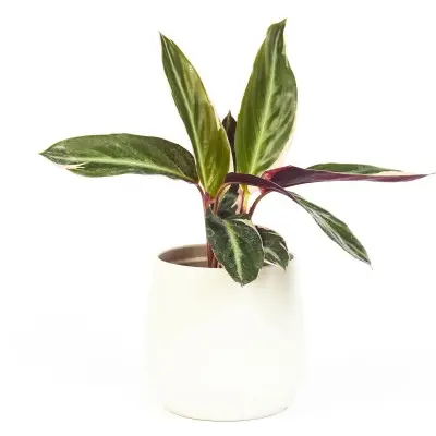 Stromanthe sanguinea tricolor (Triostar Stromanthe)