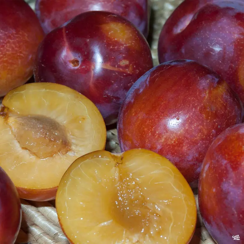 Sugar Twist Pluerry™ Interspecific Plum Bareroot