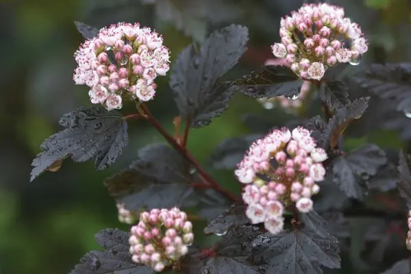 Summer Wine® Ninebark - Tree Form