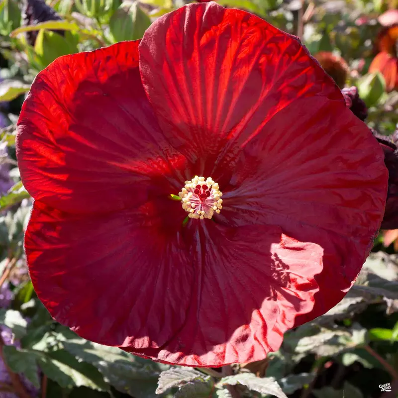 Summerific® Hibiscus
