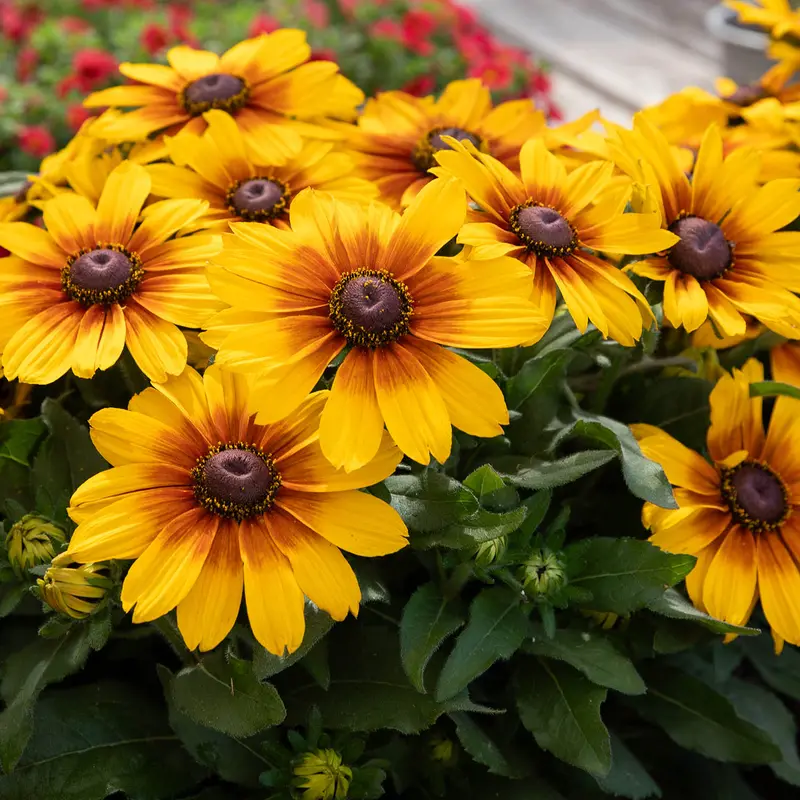 Sunbeckia® Black-Eyed Susan