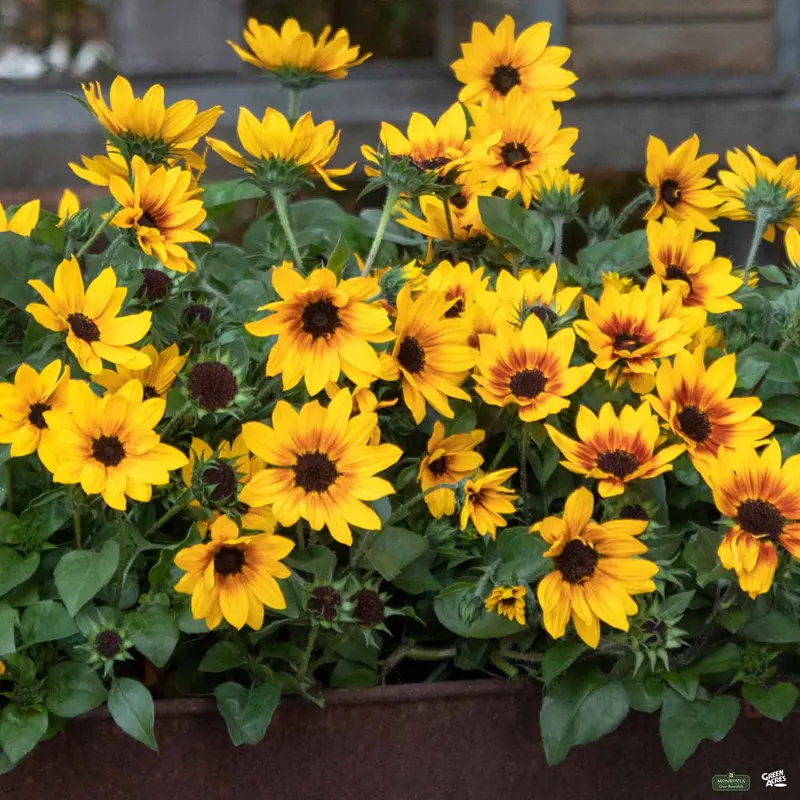 SunBelievable™ Sunflower