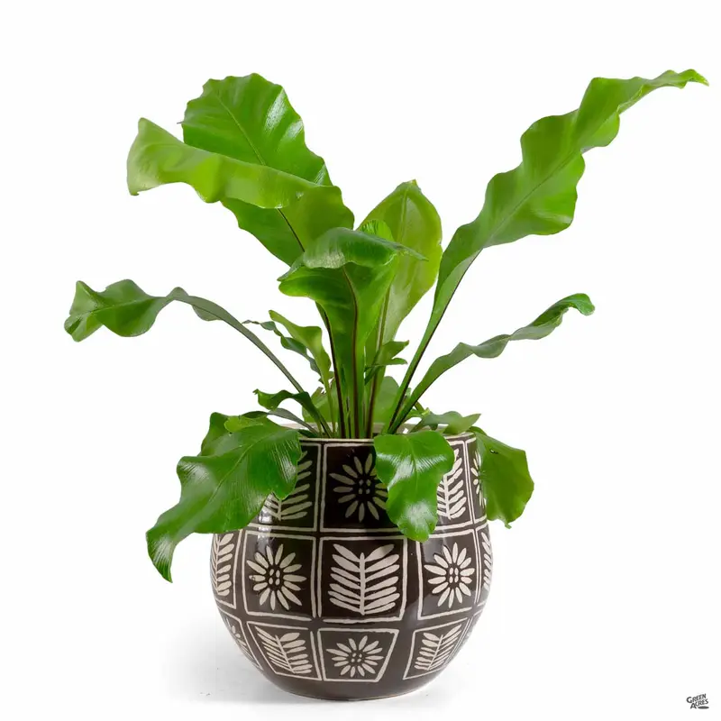 Sunflower Planter